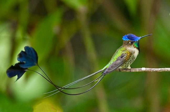 Colibrí maravilloso, ave endémica de la cuenca del río Utcubamba, en la selva alta del norte del Perú.