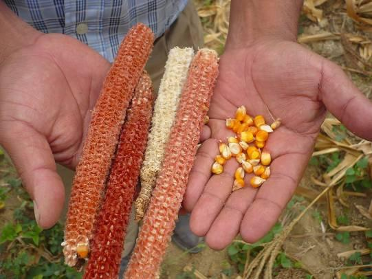 Semillas de maíz genéticamente modificado se hallaron en 79 de los 686 campos de cultivo. El 97.5% de los hallazgos se dieron en Piura. Foto: Radio Cutivalú.