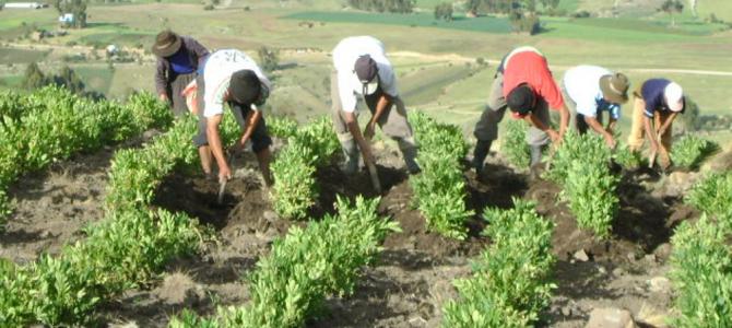 Fuente de la imagen: Agro Perú